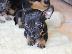 PoulaTo: Pinscher mini