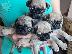 PoulaTo: Pug