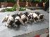 PoulaTo: springer spaniel κουταβακια