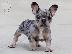 PoulaTo: French bulldog Hyena