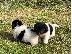 PoulaTo: Newfoundland Puppies Υγείας Δοκιμασμένους Γονείς