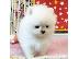 PoulaTo: Όμορφα κουτάβια Pomeranian