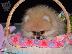 PoulaTo: Αξιολάτρευτο Pomeranian Puppies γενεαλογικό