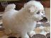 PoulaTo: Maltese mini