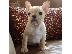 PoulaTo: French bulldog