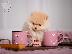 PoulaTo: Pomeranian mini