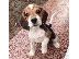 PoulaTo: Beagle