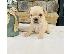 PoulaTo: French Bulldog