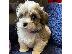 PoulaTo: Havanese