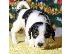 PoulaTo: υπέροχα Jack Russell Terrier κουτάβια προς πώληση