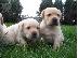 PoulaTo: Κουτάβια Λαμπραντόρ/ Labrador puppies Κουτάβια Λαμπραντόρ/ Labrador puppies....