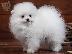 PoulaTo: Pomeranian toy