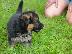 PoulaTo: German shepherd