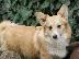 PoulaTo: Pembroke Welsh Corgi αγόρια