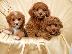 PoulaTo: Πωλούνται κουτάβια Poodle Toy
