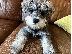 PoulaTo: Schnauzer mini - Σνάουτσερ μινι