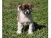PoulaTo: Akita Puppies