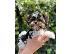 PoulaTo: Φανταστικά κουτάβια Yorkshire Terriers
