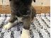 PoulaTo: ΚΑΤΑΠΛΗΚΤΙΚΑ ΥΠΗΡΕΣΙΑ ΑΚΙΤΑ PUPPIES SVSILABLE