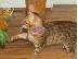 PoulaTo: Γατάκι Savana Bengal