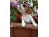 PoulaTo: Cavalier King Charles Spaniel