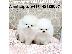 PoulaTo: Καταπληκτικά κουτάβια από Pomeranian!