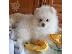 PoulaTo: Δύο φοβερά κουτάβια Pomeranian για Rehoming