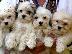 PoulaTo: Havanese