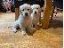 PoulaTo: Πωλείται κουτάβι Golden Retriever