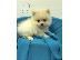 PoulaTo: Αξιολάτρευτο Pomeranian Puppies γενεαλογικό έτοιμο