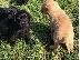 PoulaTo: λαβράδορ retriever