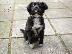 PoulaTo: Hibreed Kokoni Shih tzu κουτάβια
