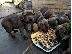 PoulaTo: 4 πανέμορφα μπλε Staffordshire Bull Terrier Puppies.We έχουν 2 θηλυκά...