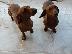 PoulaTo: Χαριζεται Dachshund