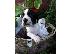 PoulaTo: κουτάβια Boston Terrier