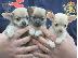 PoulaTo: κουτάβια τσιουάουα  / chihuahua puppies