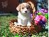 PoulaTo: Pembroke Corgi Ready To Go