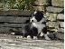 PoulaTo: Διατίθενται πανέμορφα κουτάβια Border Collie