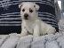 PoulaTo: West Highland Terrier