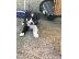 PoulaTo: Border Collie Puppies για υιοθεσία