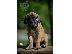 PoulaTo: Cane Corso κουτάβια
