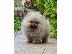 PoulaTo: Pomeranian Boo θηλυκό