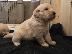 PoulaTo: Golden retriever - Γκόλντεν ριτρίβερ
