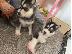 PoulaTo: Sweet Siberian Husky Puppies