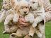 PoulaTo: Golden retriever - Γκόλντεν ριτρίβερ
