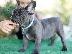 PoulaTo: French bulldog Blue