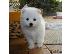 PoulaTo: spitz-pomeranian