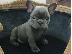 PoulaTo: French bulldog Blue
