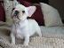 PoulaTo: French bulldog γαλλικο μπουλντογ