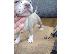 PoulaTo: PITBULL